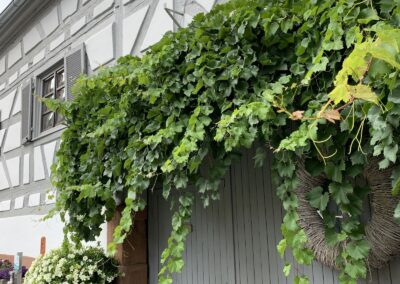 Ferienwohnung im Sambachhaus Gleiszellen, Foto 37